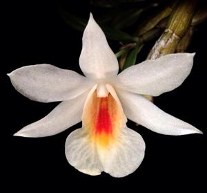 Dendrobium christyanum