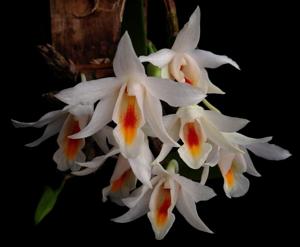 Dendrobium christyanum