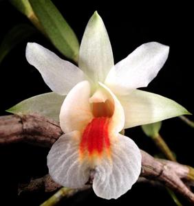 Dendrobium christyanum