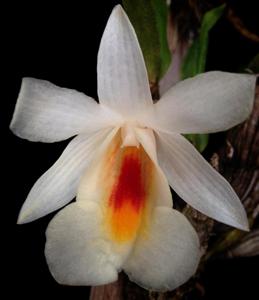 Dendrobium christyanum