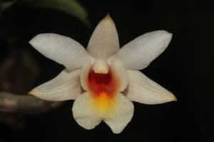 Dendrobium christyanum