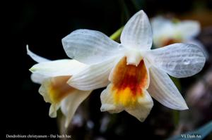 Dendrobium christyanum