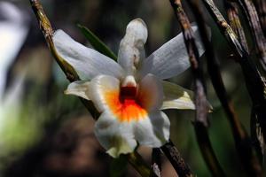 Dendrobium christyanum