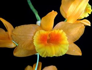 Dendrobium chryseum