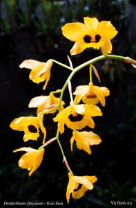 Dendrobium chryseum