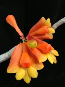 Dendrobium chrysopterum