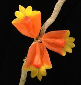 Dendrobium chrysopterum