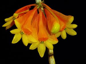 Dendrobium chrysopterum