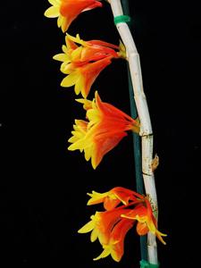 Dendrobium chrysopterum