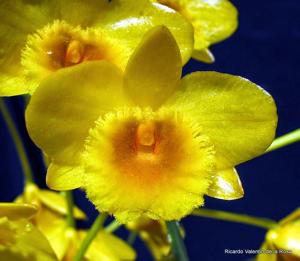 Dendrobium chrysotoxum