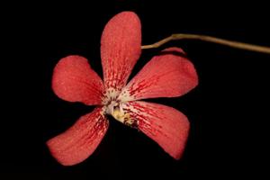 Dendrobium cinnabarinum
