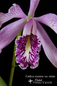 Cattleya maxima