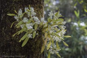 Dendrobium compactum