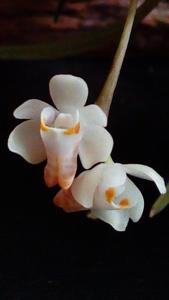 Thrixspermum formosanum