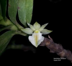 Dendrobium connatum