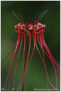 Bulbophyllum gracillimum