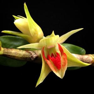 Dendrobium cruentum