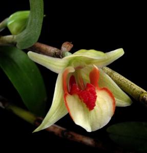 Dendrobium cruentum