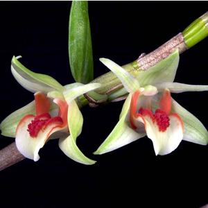 Dendrobium cruentum