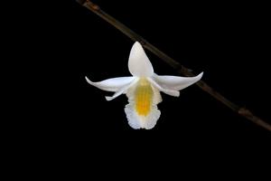 Dendrobium crumenatum