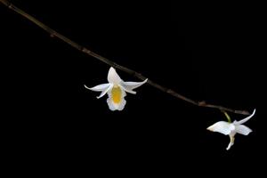 Dendrobium crumenatum