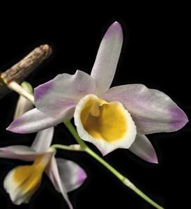 Dendrobium crystallinum