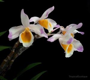 Dendrobium crystallinum