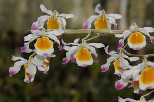 Dendrobium crystallinum