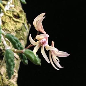 Dendrobium cucumerinum