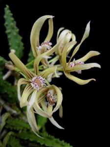 Dendrobium cucumerinum