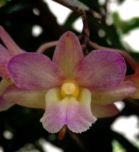 Dendrobium cumulatum