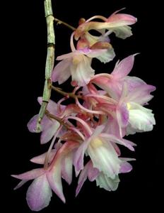 Dendrobium cumulatum