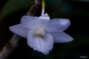 Dendrobium cumulatum