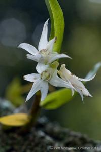 Dendrobium cuspidatum
