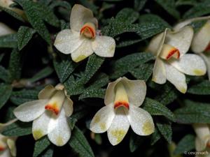 Dendrobium cuthbertsonii