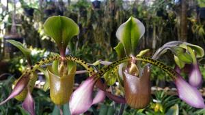 Paphiopedilum lowii