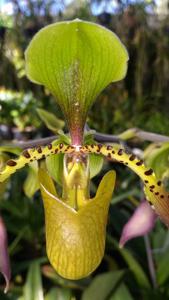 Paphiopedilum lowii