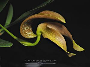 Bulbophyllum grandiflorum