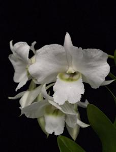 Dendrobium dearei