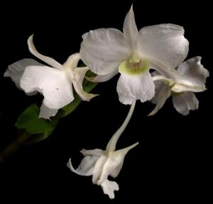 Dendrobium dearei