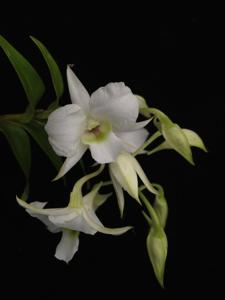 Dendrobium dearei