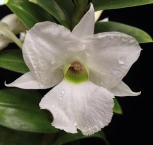 Dendrobium dearei