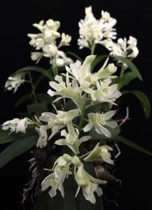 Dendrobium delacourii