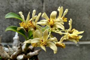 Dendrobium delacourii