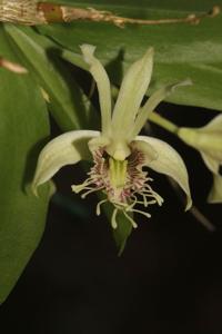 Dendrobium delacourii