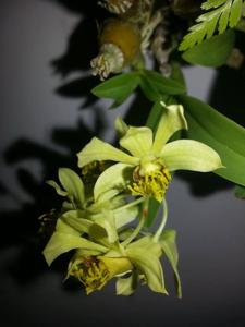 Dendrobium delacourii