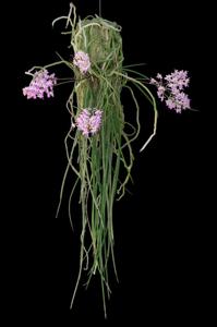 Seidenfadenia mitrata