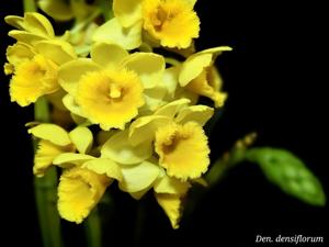 Dendrobium densiflorum