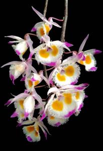 Dendrobium devonianum