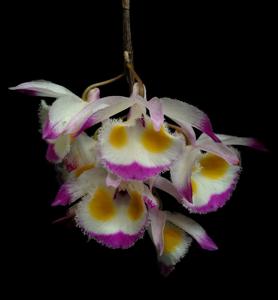 Dendrobium devonianum